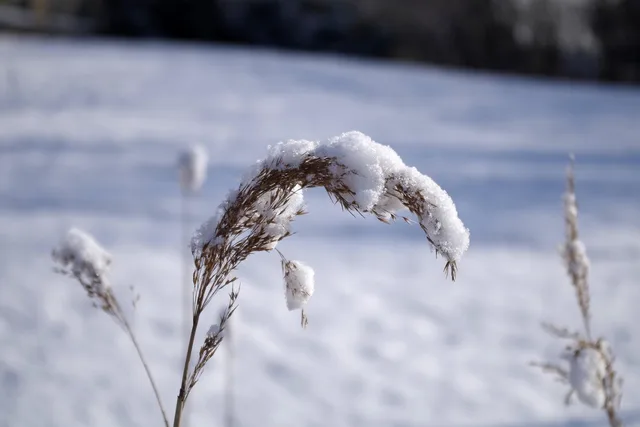 vinter, snö, beast-from-the-east, glasera, gräs, natur, kall. Deduplicering mellan kanaler: så undviker du dubbelräkning i räckvidd